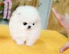 Puppies for sale Germany, Kayzerslauten Pomeranian Spitz