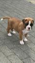 Puppies for sale Czech Republic, Brno Boxer
