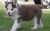 Puppies for sale Germany, Dortmund Haski