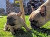 Puppies for sale Netherlands, Bergen aan Zee French Bulldog