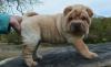 Puppies for sale Czech Republic, Brno Shar Pei