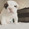 Puppies for sale Kyrgyzstan, Bishkek English Bulldog