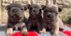 Puppies for sale Uzbekistan, Samarkand French Bulldog