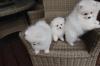 Puppies for sale Cyprus, Limassol Pomeranian Spitz