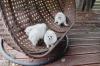 Puppies for sale Cyprus, Nicosia Pomeranian Spitz