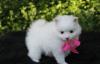 Puppies for sale USA, South Dakota , pomeranian puppies