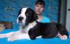 Puppies for sale Georgia, Poti Eskimo dog