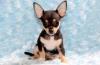 Puppies for sale Azerbaijan, Azerbaijan Chihuahua