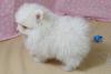 Puppies for sale USA, New York , pomeranian puppies