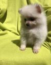 Puppies for sale Canada, British Columbia, Vancouver , pomeranian puppies