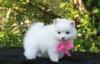 Puppies for sale Canada, Ontario, St. Catharines–Niagara , pomeranian puppies