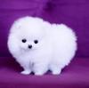 Продам щенка Turkmenistan, Dashoguz Pomeranian Spitz