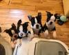 Puppies for sale USA,  Boston Terrier