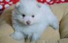 Puppies for sale Belarus, Grodno , pomeranian puppies