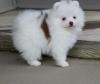 Puppies for sale Russia, Chelyabinsk , pomeranian puppies