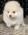 Puppies for sale Russia, Izhevsk , pomeranian puppies
