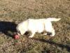 Puppies for sale USA, Texas Golden Retriever