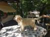 Puppies for sale USA, Texas, Houston Golden Retriever