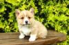 Puppies for sale Azerbaijan, Ganja , corgi puppies