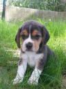 Puppies for sale USA, Virginia Beagle