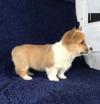 Puppies for sale Azerbaijan, Lankaran , corgi puppies