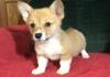 Puppies for sale Kazakhstan, Rudni , corgi puppies