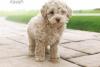 Puppies for sale Kyrgyzstan, Bishkek Toy-poodle