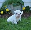 Puppies for sale Georgia, Georgia English Bulldog