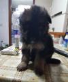 Puppies for sale USA, Oklahoma German Shepherd Dog