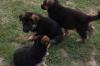 Puppies for sale USA, Ohio German Shepherd Dog