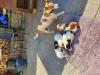Puppies for sale Greece, Piraeus Jack Russell Terrier