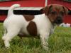Puppies for sale Germany, Braunschweig Jack Russell Terrier