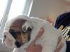 Puppies for sale Spain, Valladolid English Bulldog