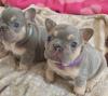 Puppies for sale USA, California French Bulldog