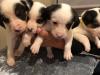 Puppies for sale Netherlands, Amsterdam Jack Russell Terrier