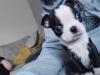 Puppies for sale Greece, Thessaloniki Boston Terrier