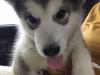 Puppies for sale Lithuania,  , Alaska Malamute 