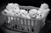 Puppies for sale Germany, Berlin Maltese