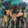 Puppies for sale USA, Oregon German Shepherd Dog