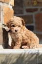 Puppies for sale Belarus, Maladzyechna Toy-poodle
