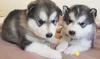 Puppies for sale Azerbaijan, Lankaran Other breed, Alaskan Malamute Puppies