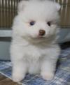 Puppies for sale USA, California, San Diego , pomeranian puppies