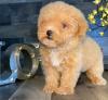 Puppies for sale United Kingdom, Bristol Poodle