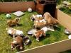 Puppies for sale Germany, Stuttgart English Bulldog