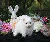 Puppies for sale USA, California, Los Angeles , pomeranian puppies