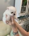 Puppies for sale USA, Arizona, Phoenix , pomeranian puppies