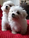 Puppies for sale Russia, Archangel Maltese