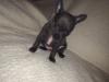 Puppies for sale Netherlands, Dordrecht Chihuahua