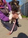 Puppies for sale Germany, Berlin Akita