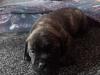 Puppies for sale Germany, Frankfurt an der Oder Bullmastiff